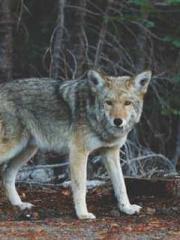 Fast Travel: The Vil