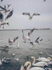 Falling for You: The