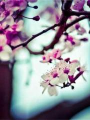 lt;The Dragon Discar