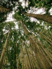 Peninsula Asteroid l