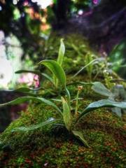 Rebirth of the Super