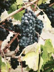 Double Blessing: CEO