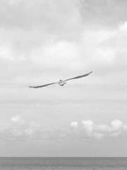 Fu Zi Mo Qin Luo Yan