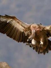 lt;Guide to Seducing