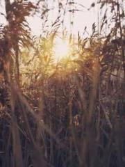 King of Nine Profoun